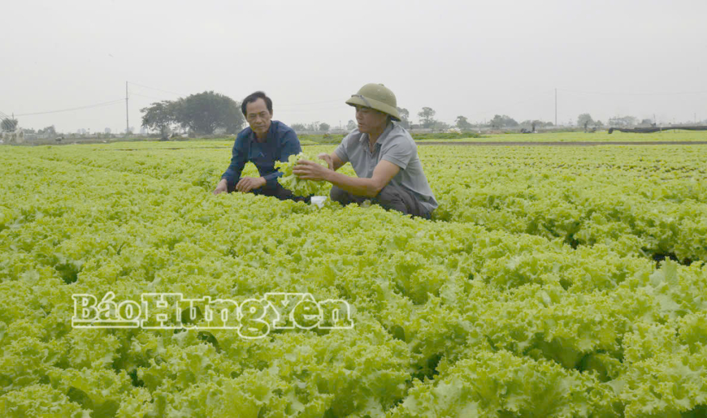 Nông dân phường Vũ Phúc tất bật vụ rau Tết