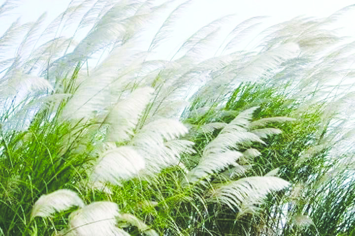 Cỏ lau niềm nhớ!