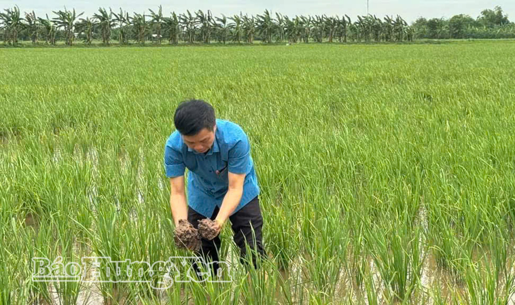 Lợi ích kép từ nuôi rươi kết hợp sản xuất lúa theo hướng hữu cơ