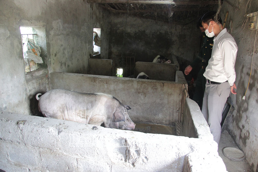 Xã Đồng Châu: Giá trị sản xuất ngành chăn nuôi đạt hơn 188 tỷ đồng