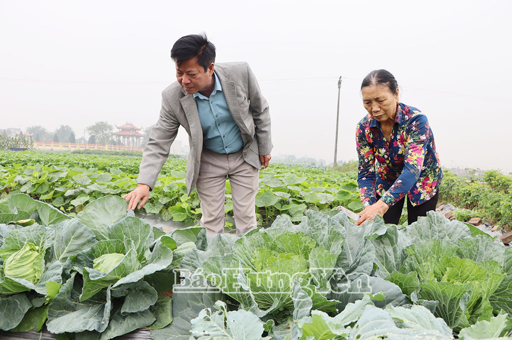 Xã Kiến Xương: Vụ đông được mùa, được giá