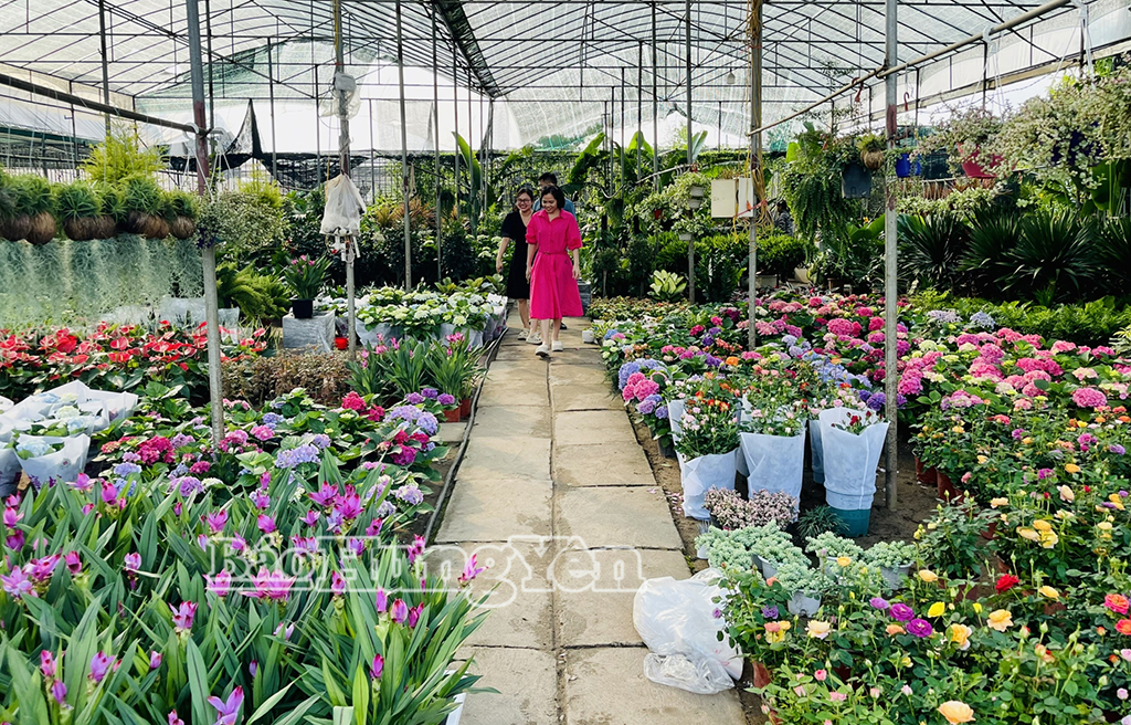 Sôi động thị trường hoa, cây cảnh
