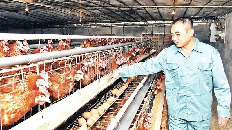 Ngành gia cầm Việt Nam: Cơ hội và thách thức trong chuỗi giá trị toàn cầu
