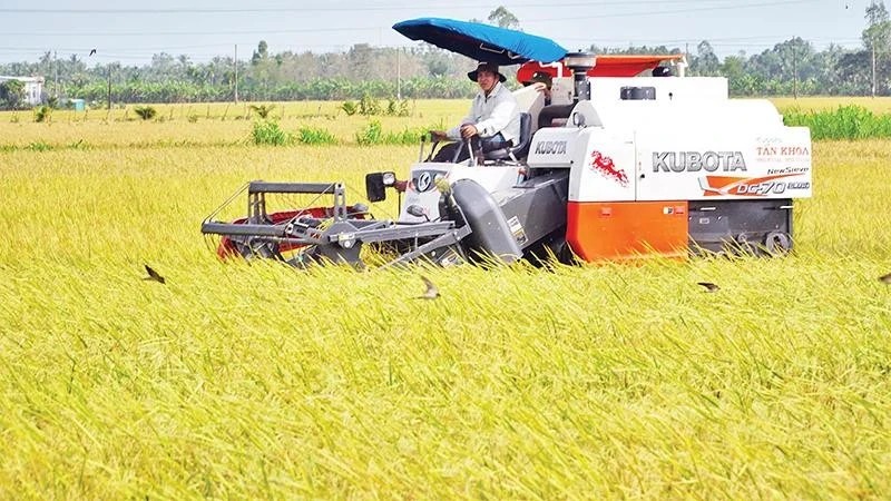 Bảo đảm an toàn sản xuất lúa hè thu