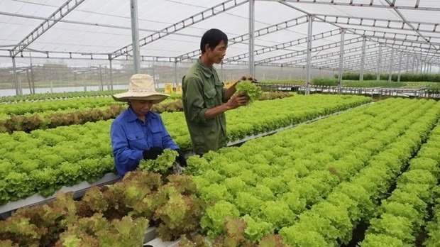 Chuyển đổi số trong hợp tác xã nông nghiệp